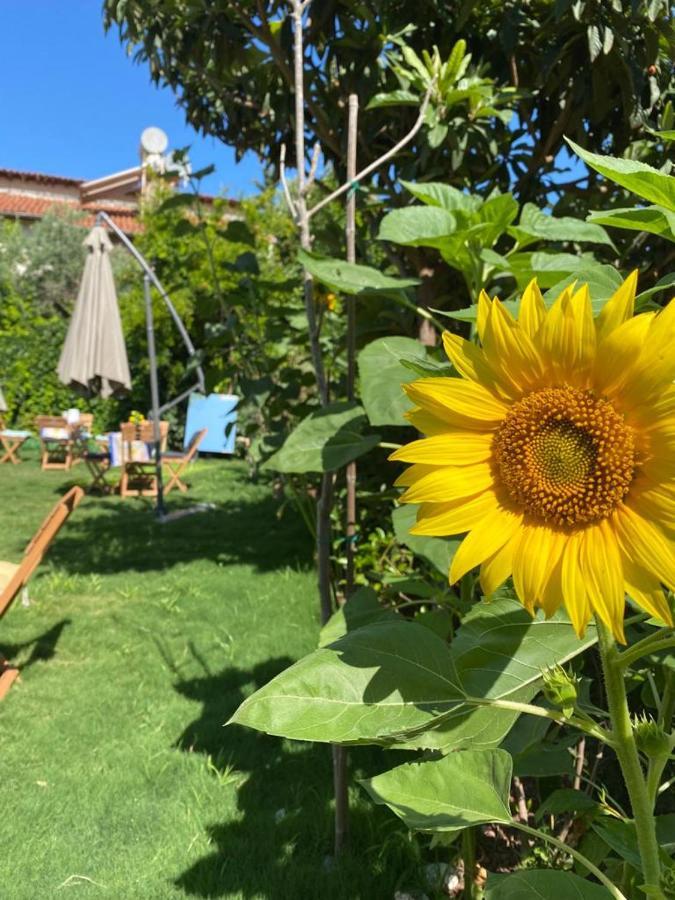 Lemon-Ada Butik Otel Kusadası Exteriör bild